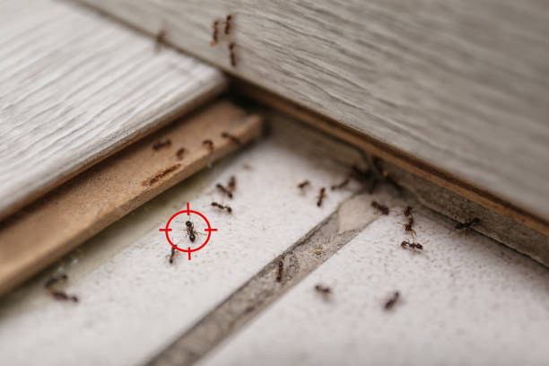 Best Insect Control  in Brewerton, NY