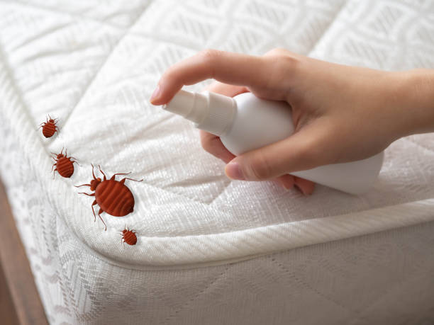 Best Termite Control Services  in Brewerton, NY