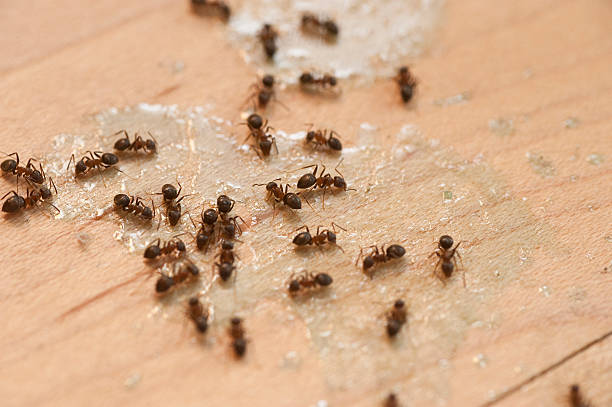 Best Flea Control Services  in Brewerton, NY