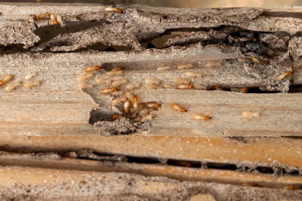 Best Pest Removal Services  in Brewerton, NY